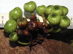 Ficus fistulosa