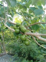 Gmelina arborea