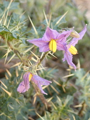 Solanum virginianum