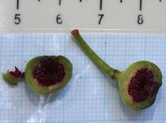 Ficus fistulosa