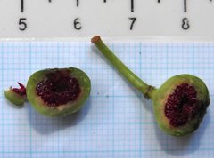 Ficus fistulosa