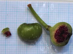 Ficus fistulosa