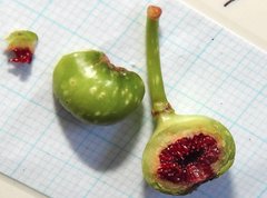 Ficus fistulosa