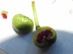 Ficus fistulosa