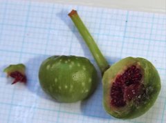Ficus fistulosa