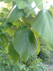Gmelina arborea