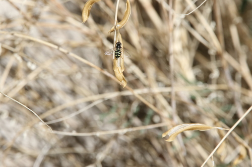 Unknown species found near Clark County, NV, USA
