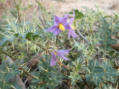 Solanum virginianum