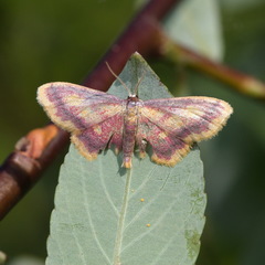 Idaea muricata
