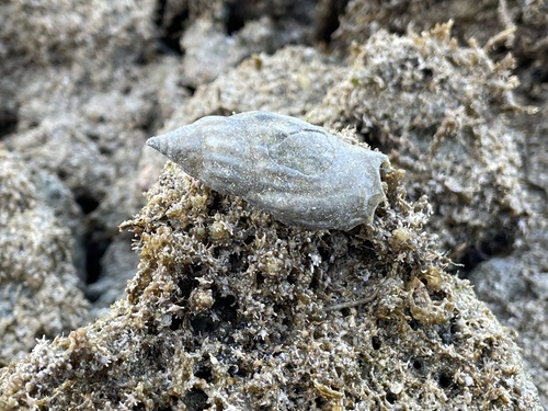 Tridentarius dentatus observed 2026-03-01
