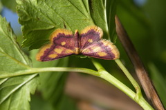 Idaea muricata
