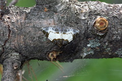 Mesoleuca albicillata