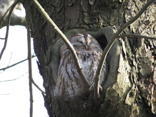 View observation of {o.common_name} on iNaturalist