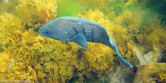 Acanthistius patachonicus