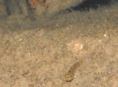 Rhinogobius duospilus