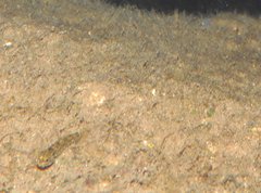 Rhinogobius duospilus