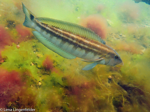 Brazilian sandperch (Pinguipes brasilianus) — Pinguipedidae