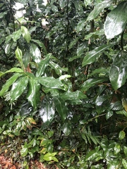 Costus woodsonii