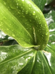 Costus woodsonii