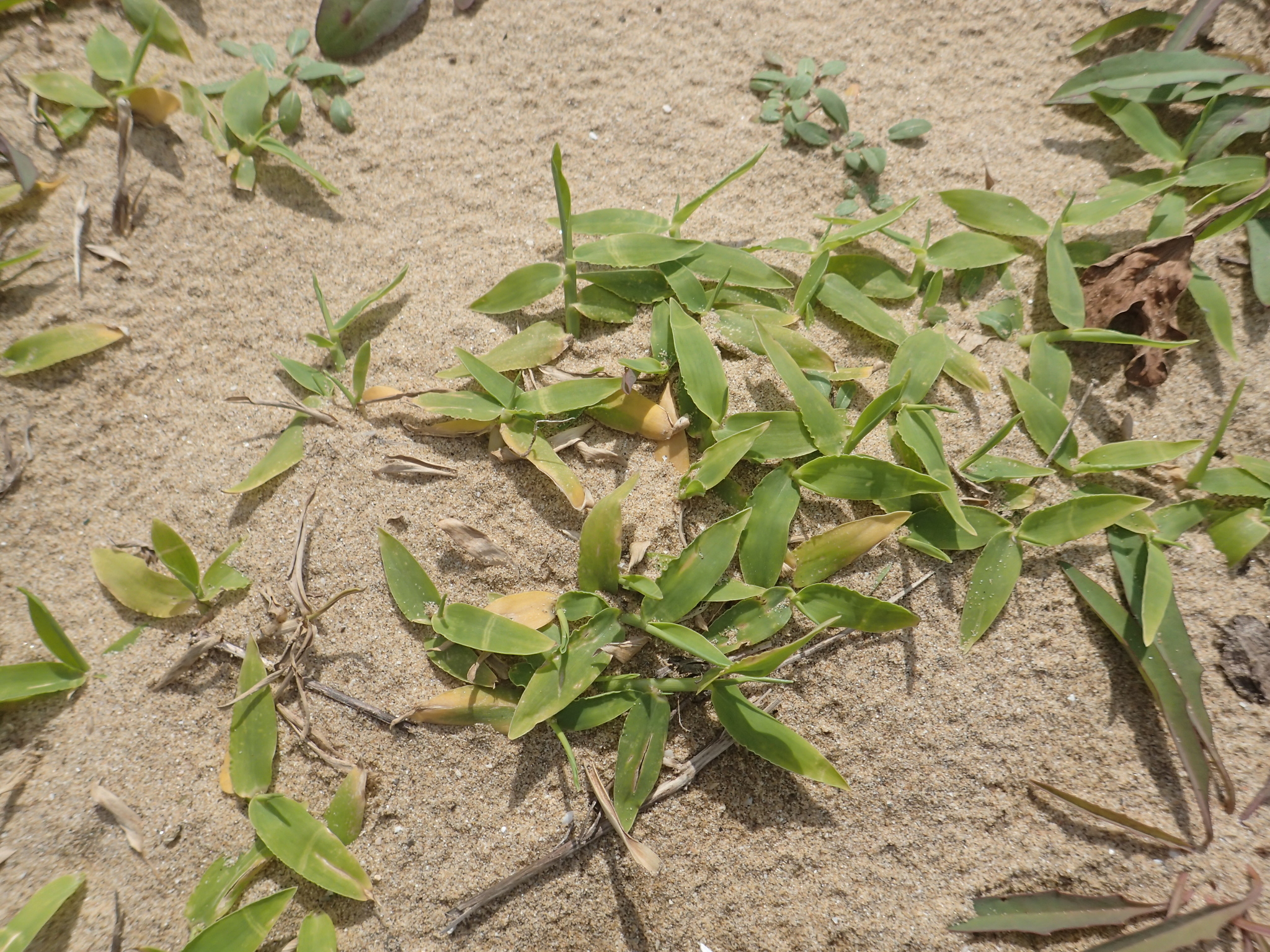 Thuarea involuta