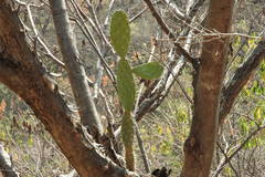 Opuntia deamii