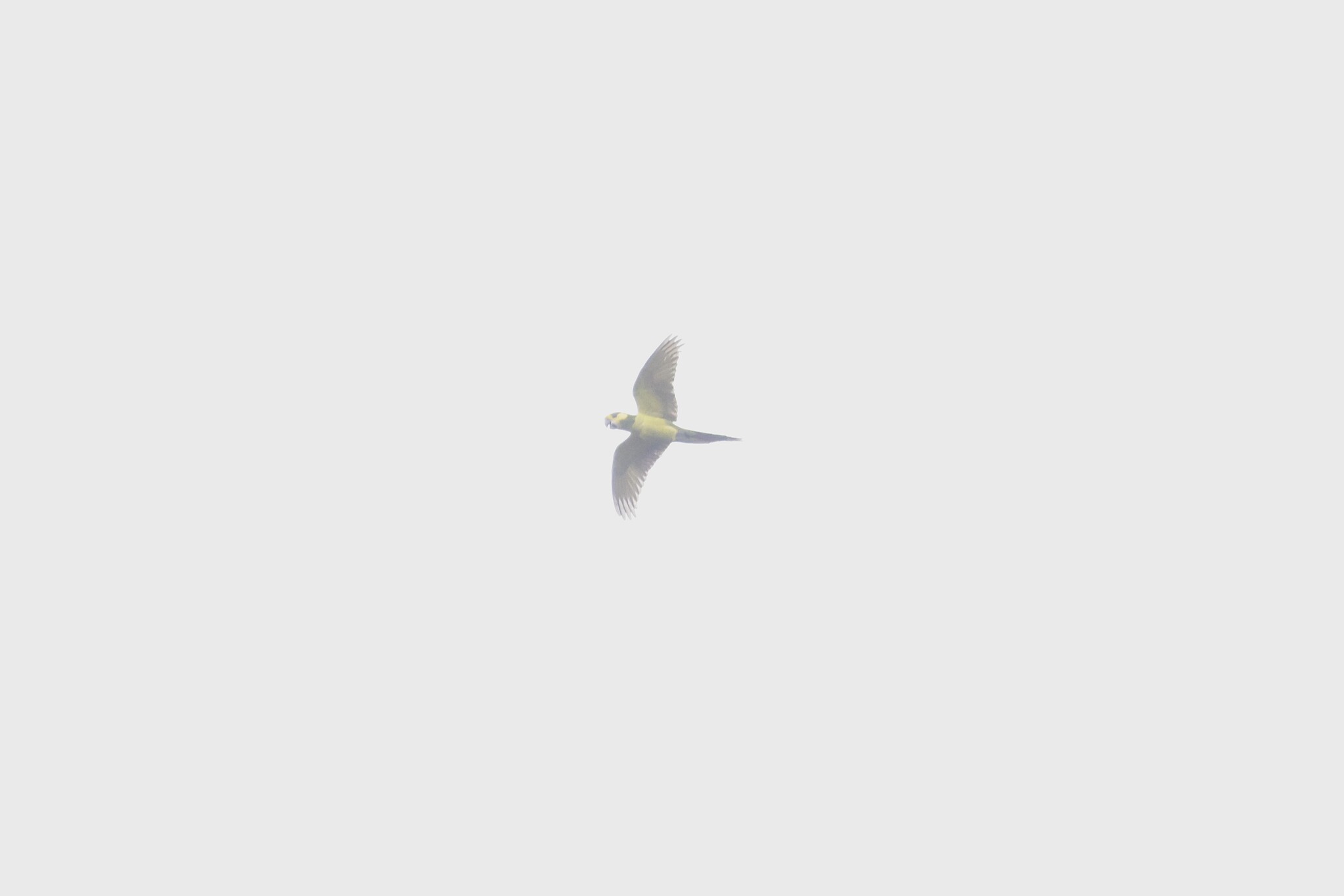 Yellow-eared Parrot (Ognorhynchus icterotis), photo 1