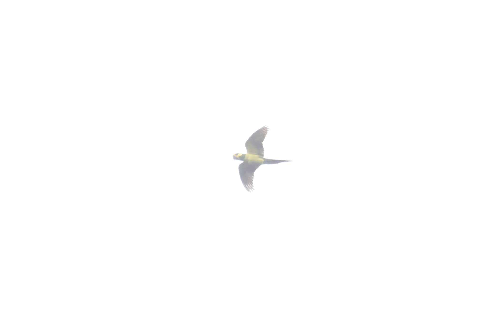 Yellow-eared Parrot (Ognorhynchus icterotis), photo 2