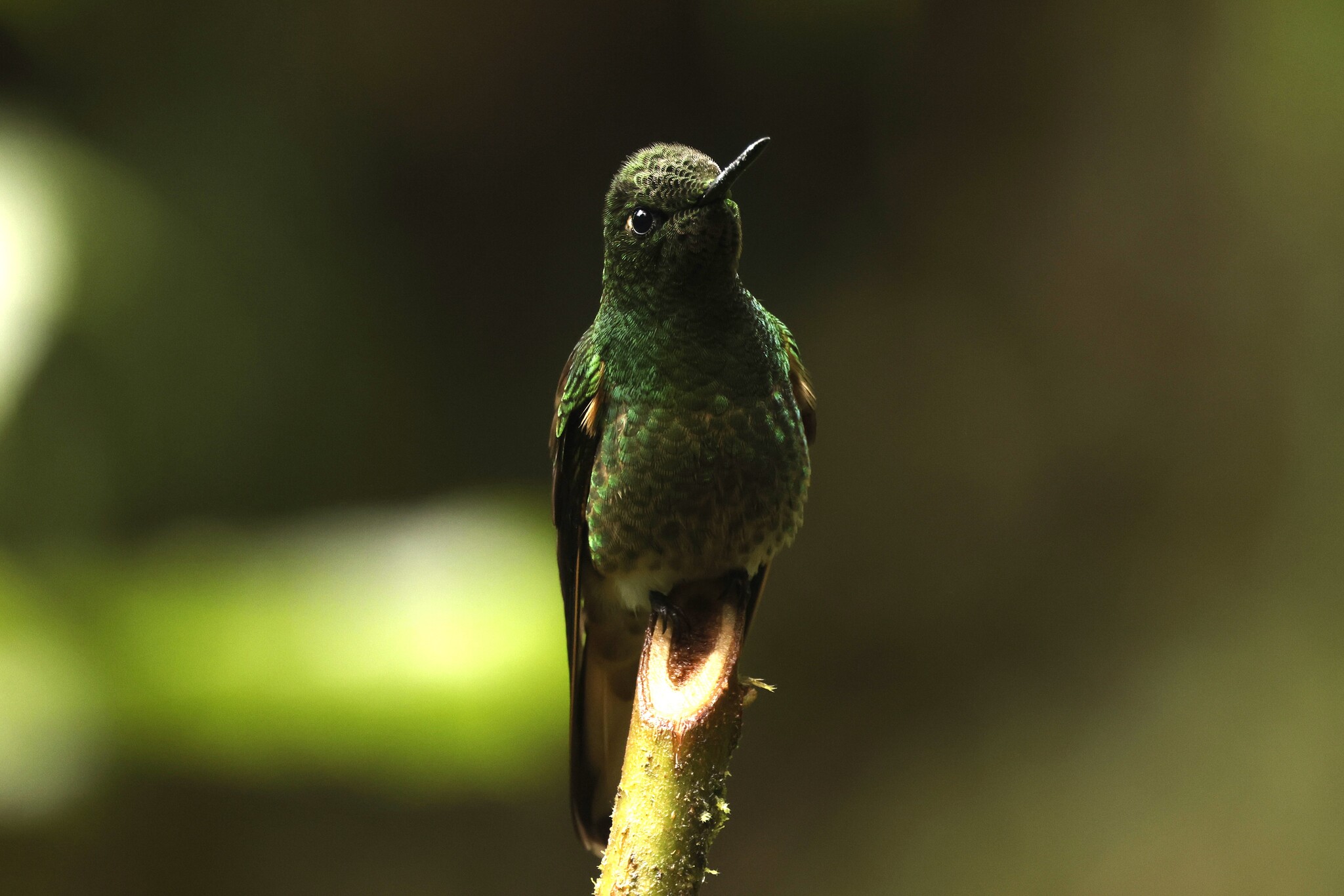 Buff-tailed Coronet (Boissonneaua flavescens), photo 10