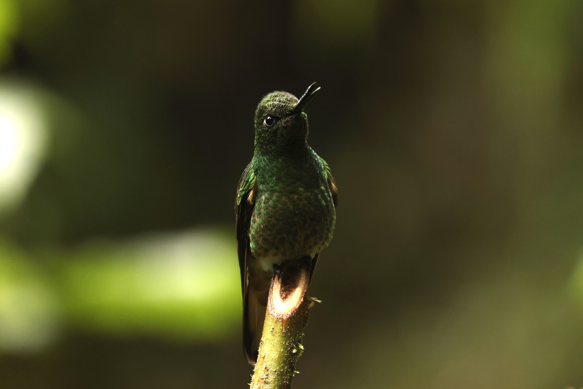 Buff-tailed Coronet (Boissonneaua flavescens), photo 9