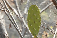 Opuntia deamii