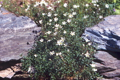 Cerastium igoschiniae