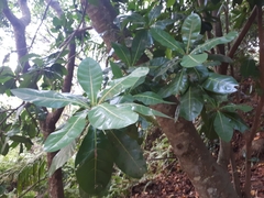 Barringtonia