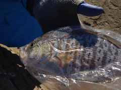 Amphistichus argenteus