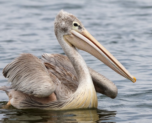 Pélican gris