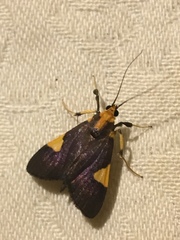 Ulopeza