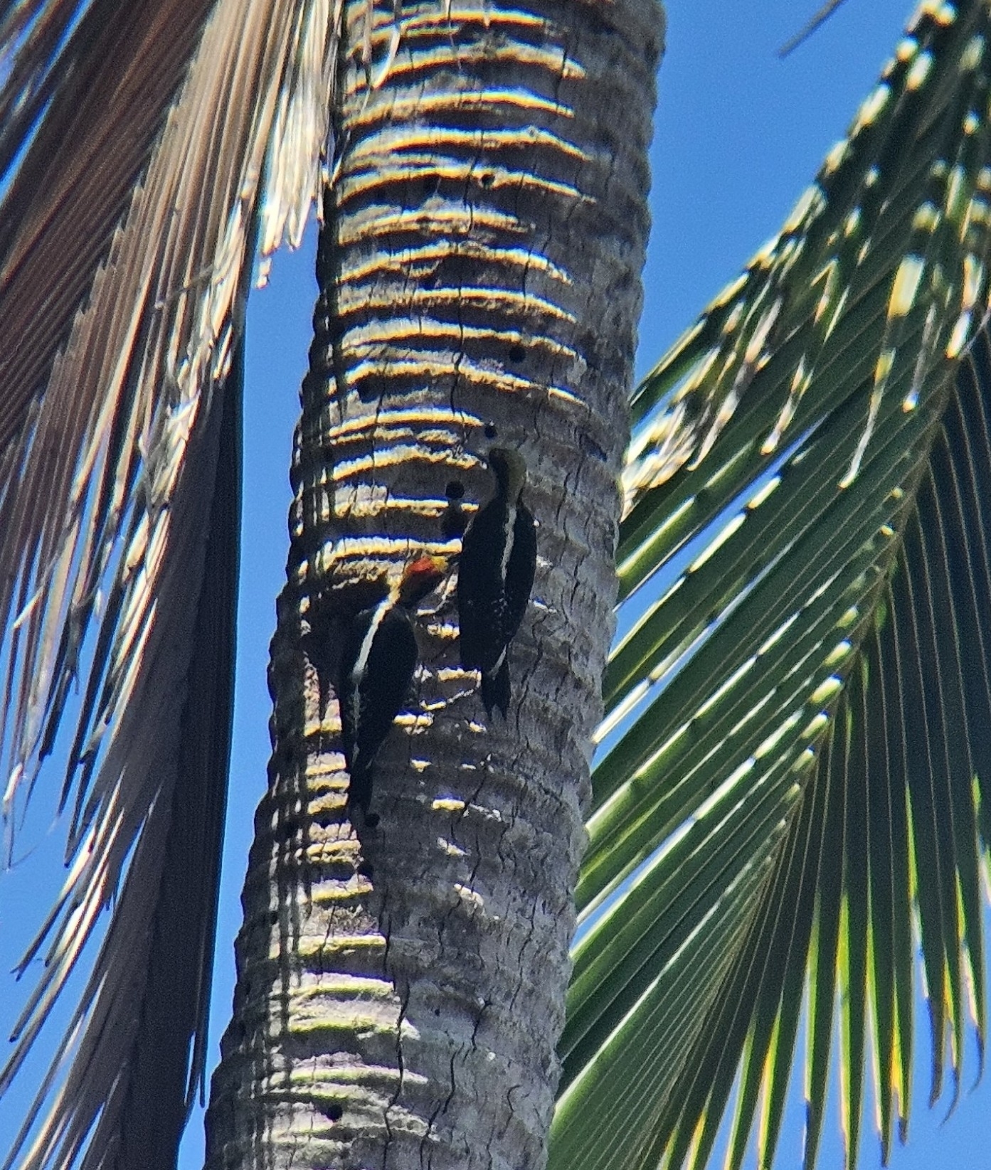 Golden-naped Woodpecker (Melanerpes chrysauchen), photo 2