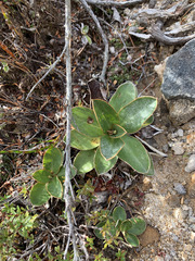(c) Liadan Dickie, some rights reserved (CC BY) Celmisia dallii, photograph (c) Liadan Dickie, some rights reserved (CC BY)