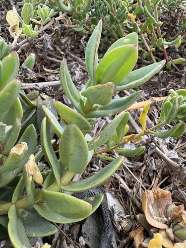 Mesembryanthemum vanrensburgii