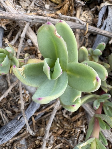 Mesembryanthemum vanrensburgii