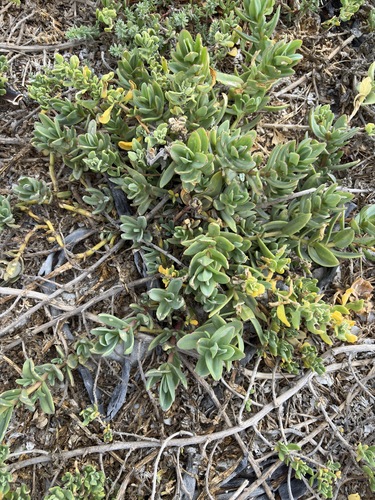 Mesembryanthemum vanrensburgii