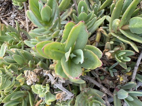Mesembryanthemum vanrensburgii