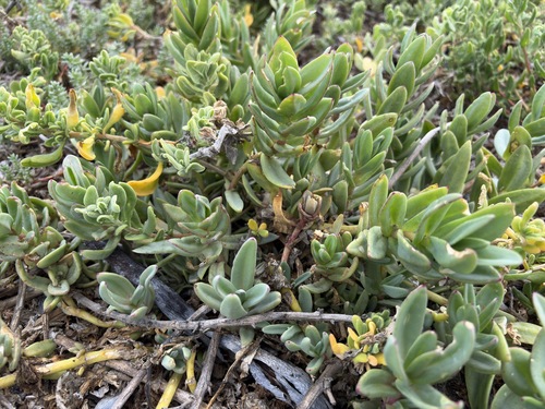Sea Preenfig (Mesembryanthemum vanrensburgii)