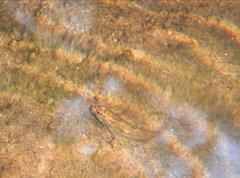 Rhinogobius duospilus