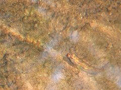 Rhinogobius duospilus