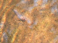 Rhinogobius duospilus