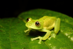 Nymphargus grandisonae
