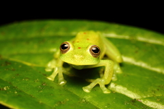 Nymphargus grandisonae
