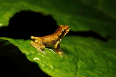 Dendropsophus carnifex