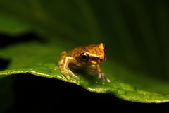 Dendropsophus carnifex