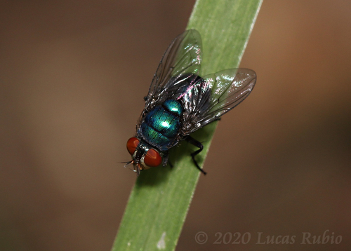 Lucilia nuotrauka